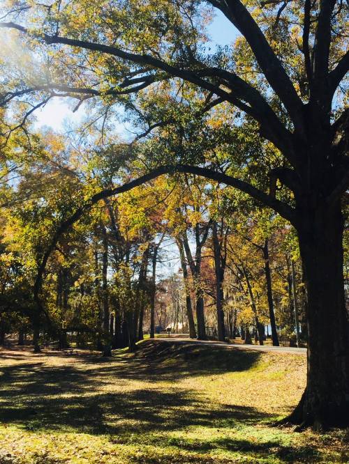 A sunlit park scene with tall trees and colorful autumn leaves, casting shadows on a grassy area and a winding path.
