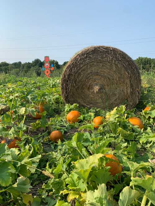 A large hay bale sits in a pumpkin patch with vibrant orange pumpkins and green leaves under a clear blue sky.