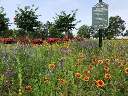 A vibrant wildflower garden with colorful blooms and a welcome sign amidst green trees under a clear sky.
