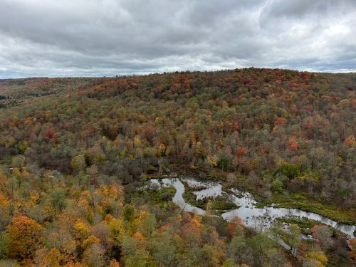 Aerial view of a forested landscape with autumn foliage and a winding river under a cloudy sky.