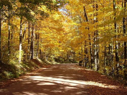 A dirt road lined with vibrant yellow and orange trees in autumn, creating a picturesque fall scene.