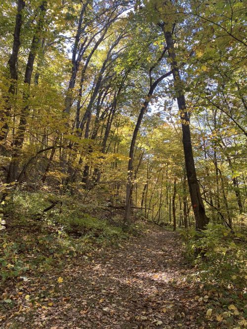 A serene forest path surrounded by trees with vibrant autumn leaves in shades of yellow and orange.