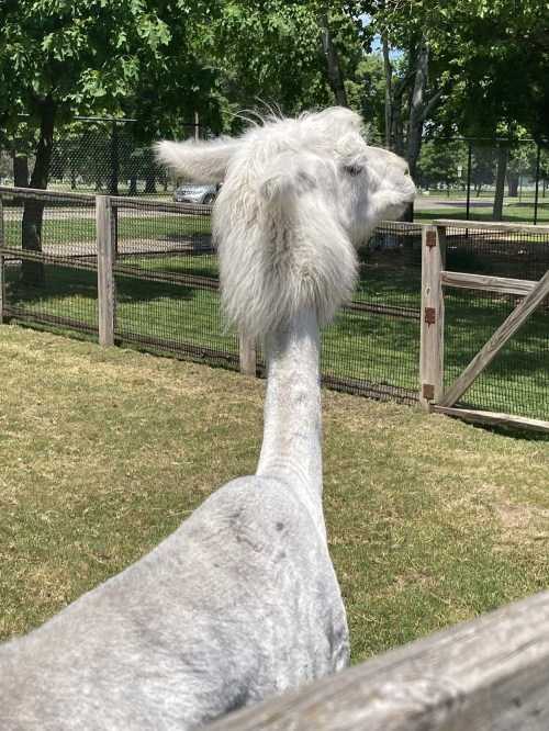 A white llama stands in a grassy area, looking to the side with its long neck and fluffy fur.