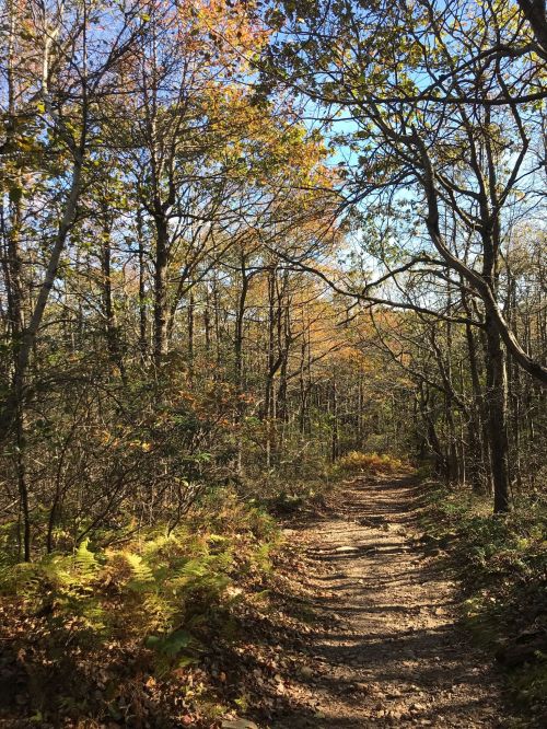 A serene forest path lined with trees, showcasing autumn foliage under a clear blue sky.