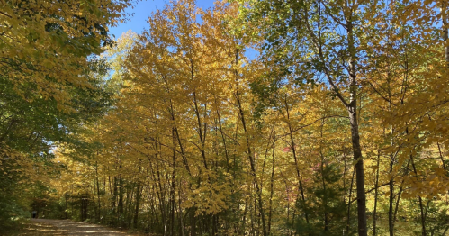 A scenic path lined with vibrant yellow trees under a clear blue sky, showcasing autumn foliage.