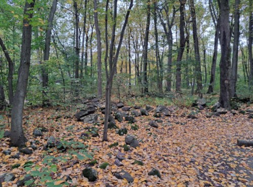 A serene forest scene with trees, scattered rocks, and a carpet of fallen leaves in autumn colors.