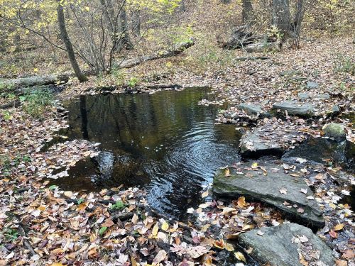 A serene forest scene featuring a small pond surrounded by autumn leaves and rocky edges.