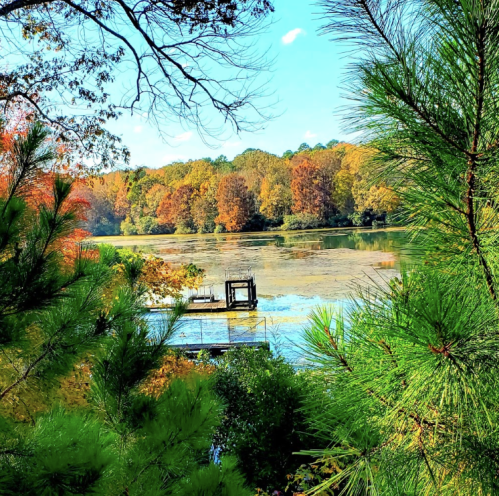 A serene lake surrounded by colorful autumn trees, framed by green pine branches under a clear blue sky.