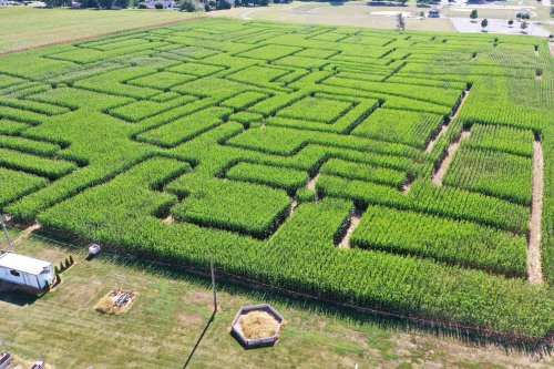 Aerial view of a corn maze with intricate pathways, surrounded by lush green fields and a small structure nearby.