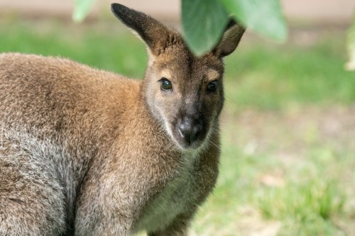 A close-up of a kangaroo looking curiously at the camera, surrounded by green grass and foliage.