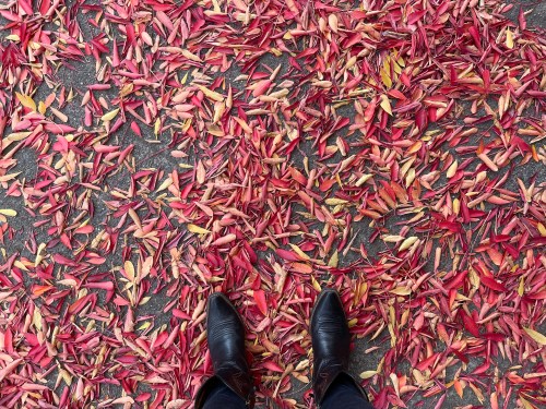 A pair of black shoes standing on a ground covered with vibrant red and orange autumn leaves.
