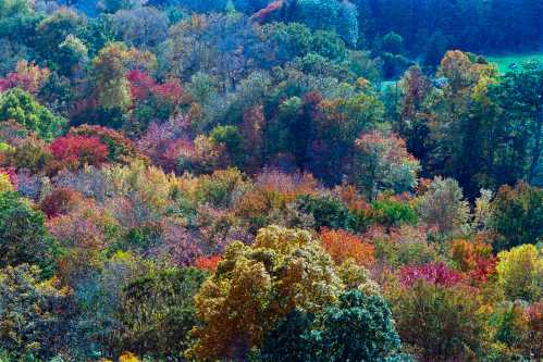 A vibrant autumn landscape with trees displaying a mix of red, orange, yellow, and green foliage.