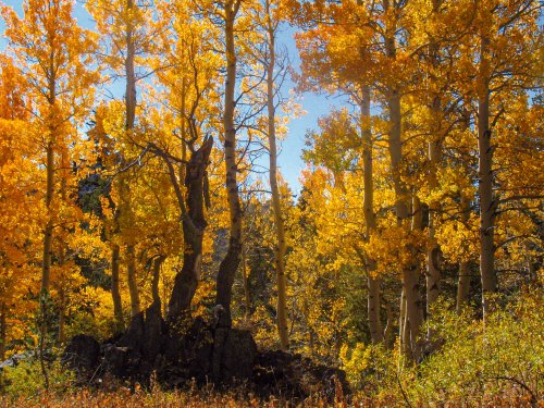 A vibrant forest scene with tall trees displaying bright yellow leaves under a clear blue sky.