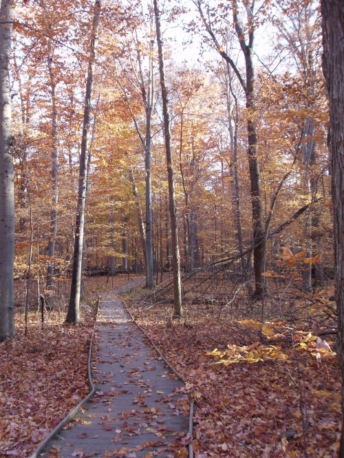 A wooden path winds through a forest of tall trees with vibrant autumn leaves in shades of orange and yellow.