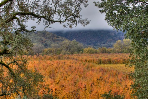 A scenic view of a vibrant autumn landscape with orange foliage, framed by trees and misty mountains in the background.