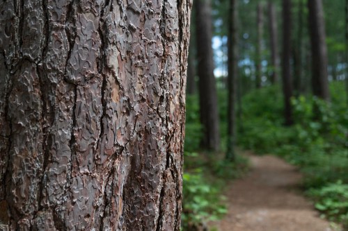 Close-up of a tree bark with a blurred forest path in the background, surrounded by greenery.