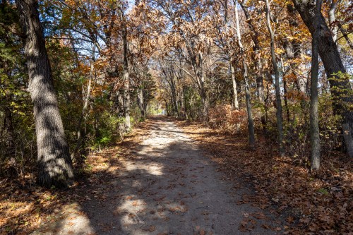 A serene dirt path lined with trees, surrounded by autumn leaves and sunlight filtering through the branches.