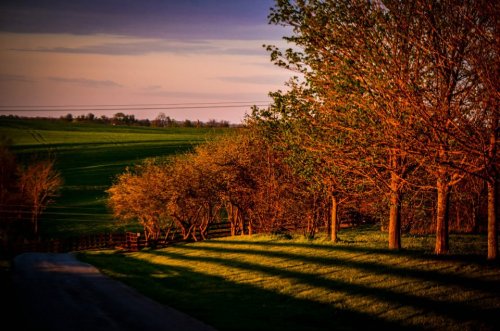 A serene landscape at sunset, featuring trees casting long shadows on a grassy path with rolling hills in the background.
