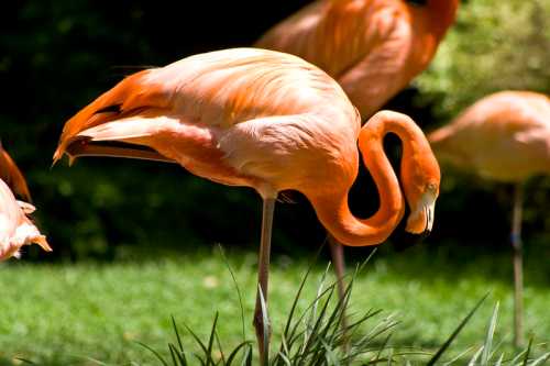 A vibrant orange flamingo stands on one leg, bending its neck gracefully while surrounded by greenery.