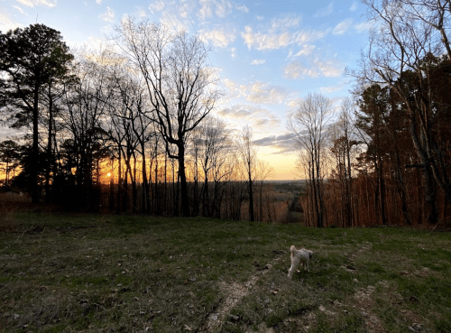 A dog walks through a grassy area with trees at sunset, casting a warm glow over the landscape.