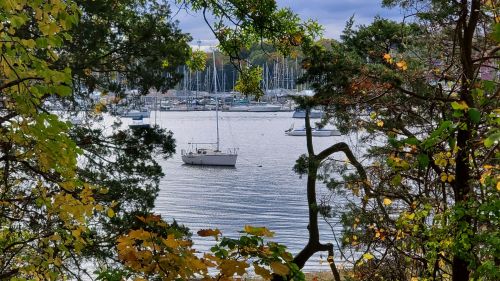 A serene view of a harbor with sailboats, framed by trees and autumn leaves.