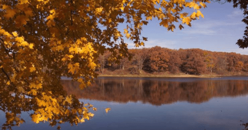A serene lake surrounded by autumn trees with vibrant yellow leaves reflecting on the water's surface.