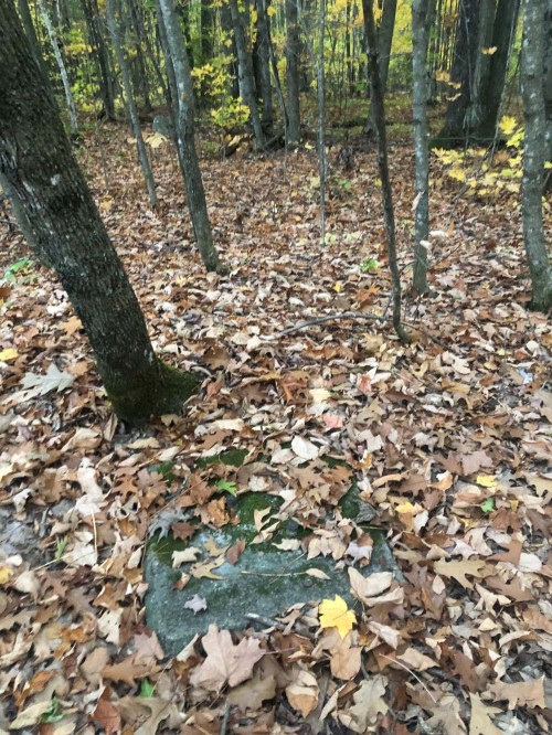 A forest scene with trees and a ground covered in colorful autumn leaves, featuring a partially hidden rock.