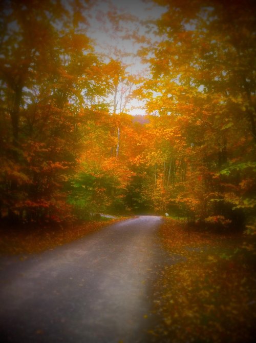 A winding path through a vibrant autumn forest, surrounded by colorful orange and yellow leaves.