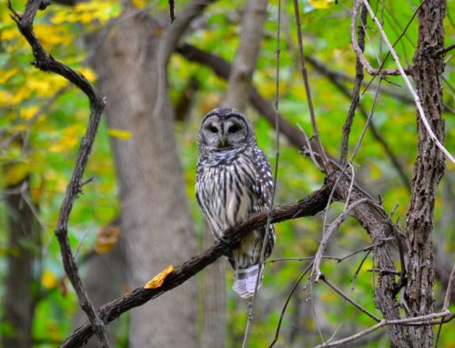 A spotted owl perched on a branch, surrounded by vibrant green foliage in a forest setting.
