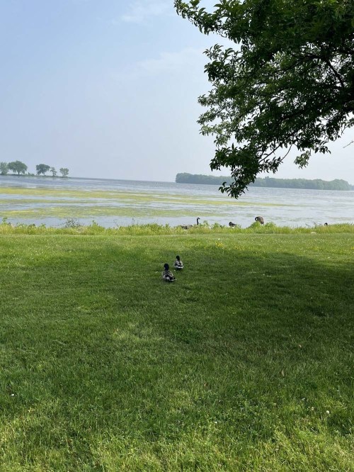 Two ducks on green grass by a calm lake, with trees and a hazy sky in the background.