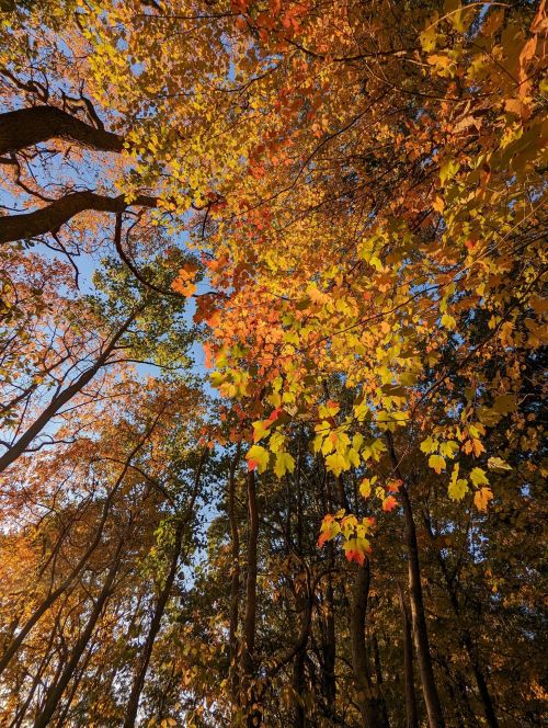 Vibrant autumn leaves in shades of orange and yellow against a clear blue sky, framed by tall trees.