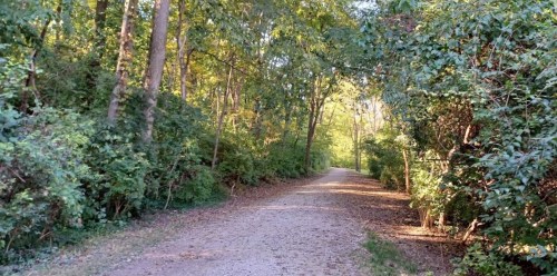 A serene gravel path surrounded by lush green trees and foliage, illuminated by soft sunlight.
