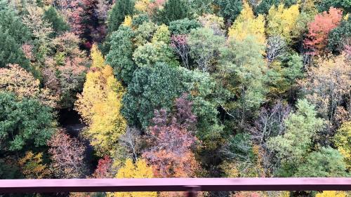 Aerial view of a vibrant forest in autumn, showcasing a mix of green, yellow, and orange foliage.
