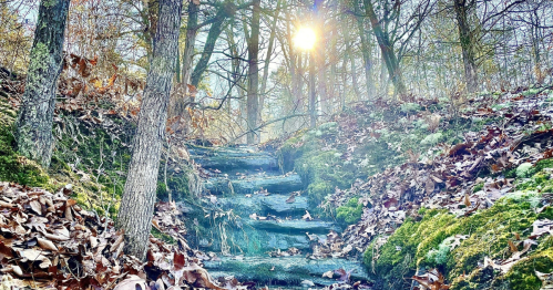 A sunlit path through a forest, lined with moss and fallen leaves, leading up a set of stone steps.