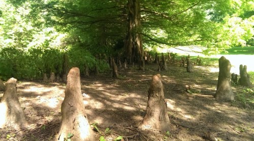 A forest scene featuring tree stumps and a large tree surrounded by lush greenery and dappled sunlight.