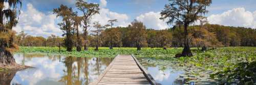 A wooden walkway leads through a serene wetland with lush greenery and cypress trees under a blue sky.