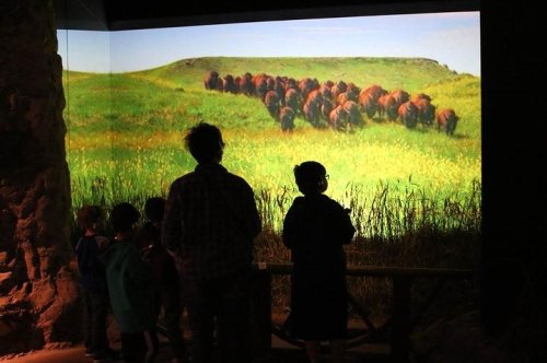 A group of children and an adult watch a projected image of bison on a grassy landscape.