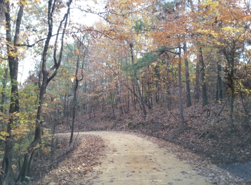 A winding dirt path through a forest with autumn leaves and trees, creating a serene, natural atmosphere.
