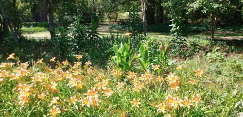 A vibrant garden scene with orange flowers in the foreground and lush greenery in the background.