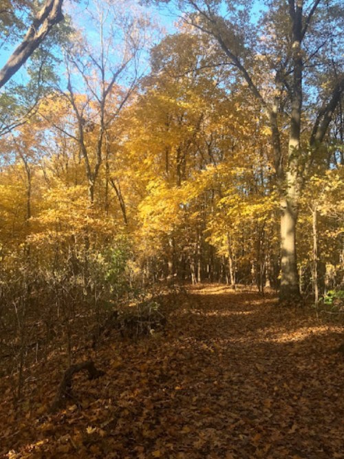 A serene forest path lined with trees displaying vibrant autumn foliage under a clear blue sky.