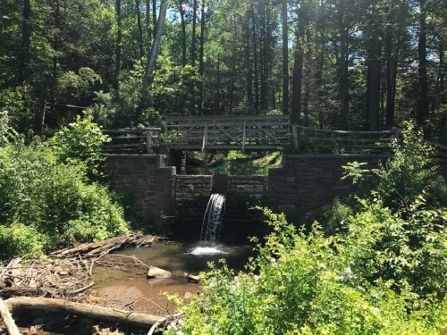 A small waterfall flows from a stone structure surrounded by lush greenery and trees in a serene forest setting.
