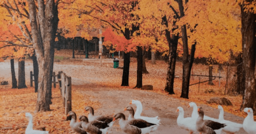 A serene autumn scene with geese walking along a path surrounded by vibrant orange and yellow trees.