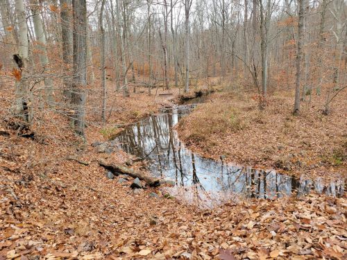 A serene forest scene with a winding stream surrounded by bare trees and fallen leaves in autumn.