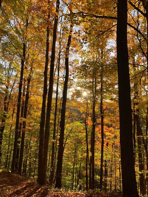 Sunlight filters through tall trees in a vibrant autumn forest, showcasing colorful leaves in shades of orange and yellow.
