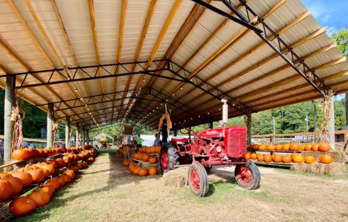A red tractor sits under a large shelter surrounded by rows of pumpkins. Bright and sunny autumn scene.