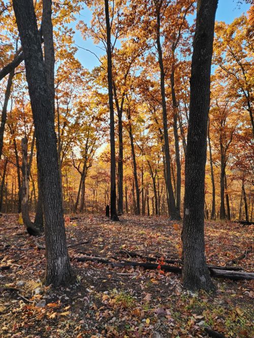 A serene forest scene with tall trees and vibrant autumn leaves in shades of orange and yellow.