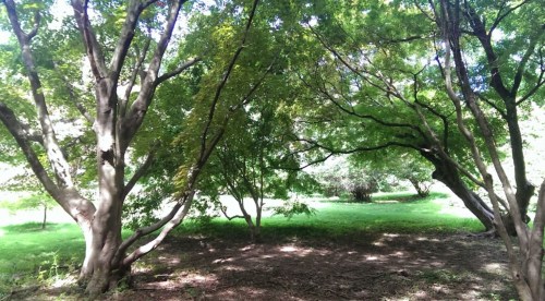 Lush green trees arch over a sunlit clearing in a serene forest setting.