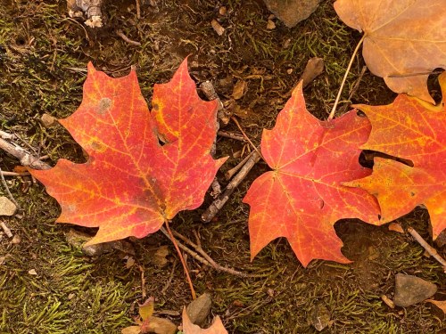 Vibrant red and orange maple leaves scattered on a mossy ground, surrounded by twigs and earthy textures.