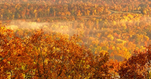 A scenic view of autumn foliage with vibrant orange and yellow leaves, shrouded in morning mist.