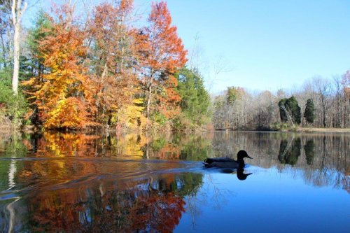 A duck swims on a calm lake surrounded by vibrant autumn trees reflecting in the water.
